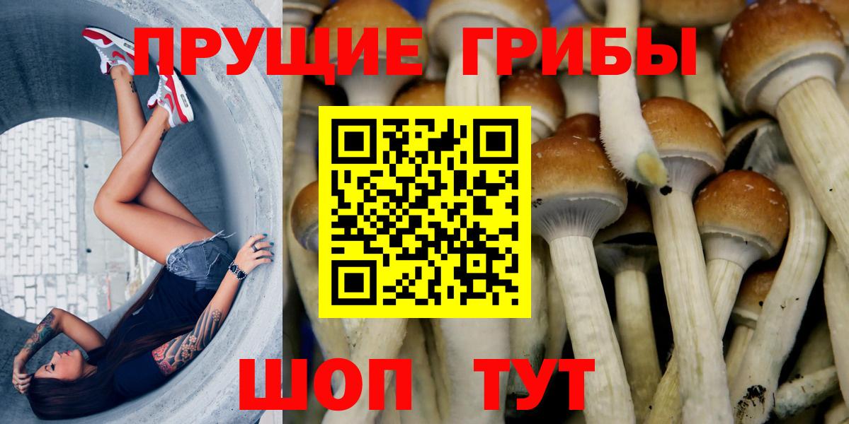 Галлюциногенные грибы GOLDEN TEACHER  Вход с VPN  Нальчик  купить наркоту  Галлюциногенные грибы MAGIC MUSHROOMS 